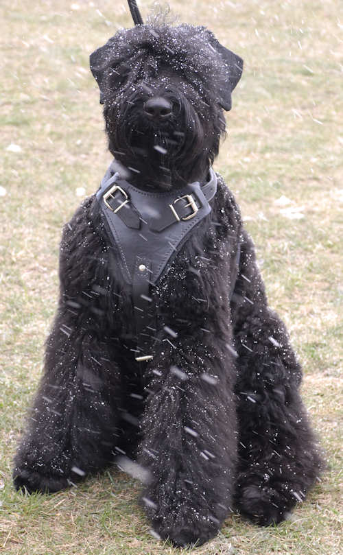 Protection/Attack Leather Dog Harness H1for Black Russian Terrie - Click Image to Close